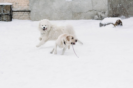 拉布拉多犬 萨摩耶玩雪
