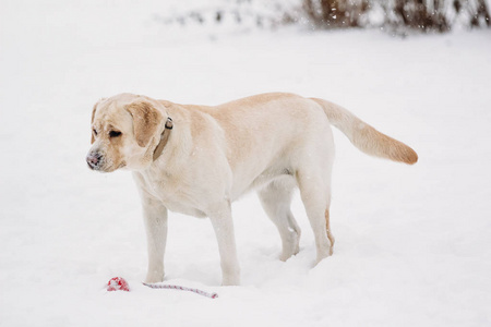 拉布拉多狗在雪地里美丽的冬天