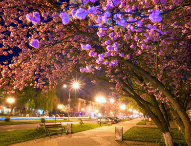 日本樱花夜景