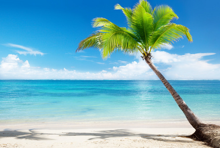 加勒比海和椰子棕榈