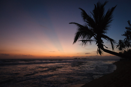 日落时的棕榈和海洋
