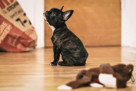 顽皮的黑色和白色法国斗牛犬小狗第一周在 h