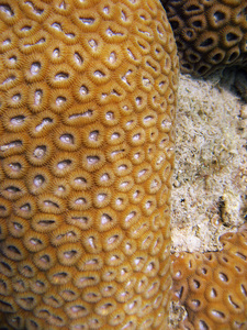 大堡礁水下生命