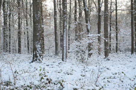 雪中阔叶林