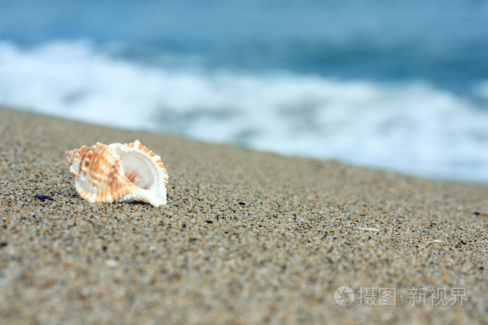 海滩上的海螺