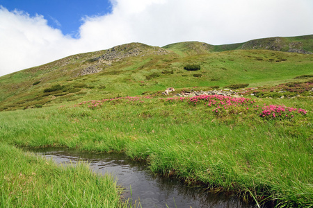 夏山杜鹃花