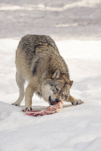 狼在雪地里吃肉