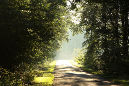 秋天森林中的乡村道路