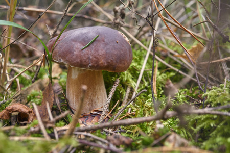 一个棕色蘑菇，耸人听闻的牛肝菌，在树林里