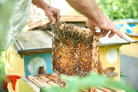 养蜂人在保持蜂窝架他养蜂场工作