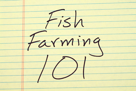 鱼类养殖在黄色便笺簿上 101