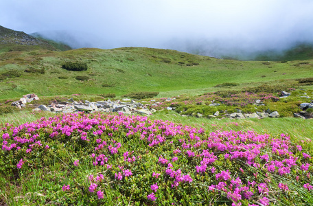 夏山杜鹃花