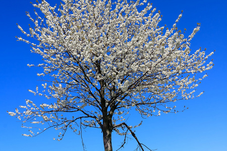 春天风景中盛开的树