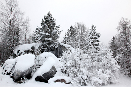 冬天森林里白雪覆盖的树木