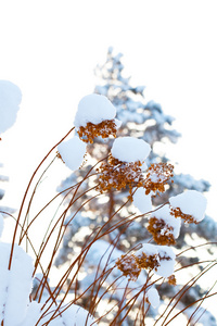 冬季大雪覆盖的花