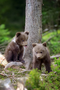 年轻的棕色熊在森林里