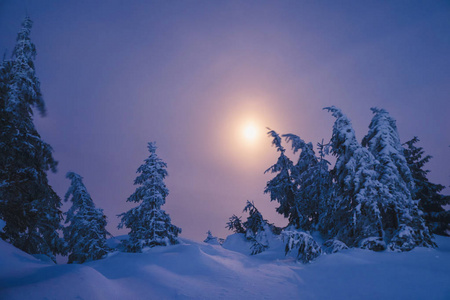 在月光的夜晚被雪覆盖的冬季森林