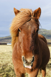 棕色的冰岛小马的肖像
