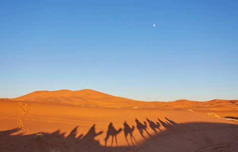经历着沙丘撒哈拉沙漠中的骆驼商队