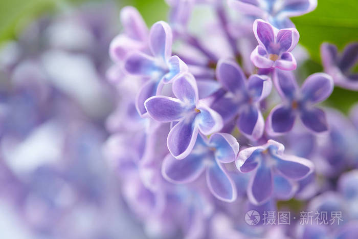漂亮的淡紫色花