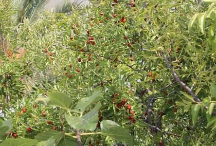 枣树, 成熟浆果红