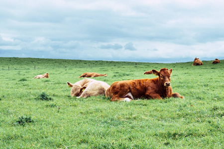 爱尔兰牛放松