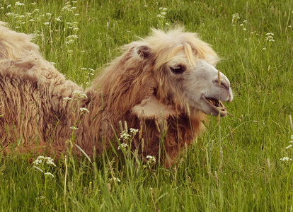 骆驼在绿色草地上，夏天