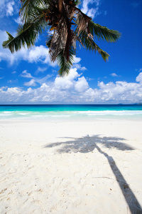 沙滩上的棕榈树影