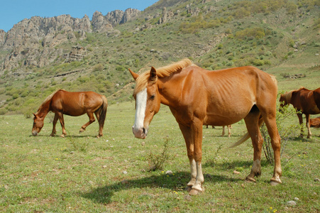 马 horse的名词复数  骑马的军人，骑兵