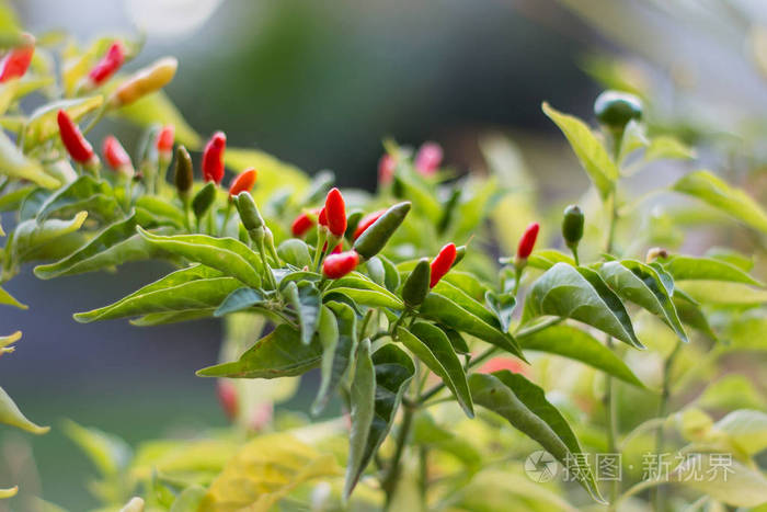 鸟眼辣椒植株