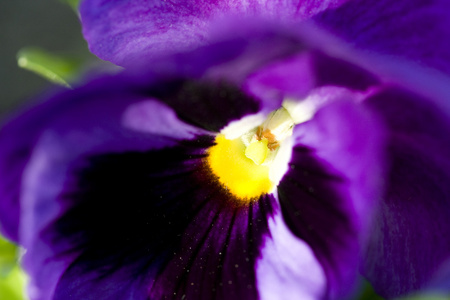 特写照片堇青花