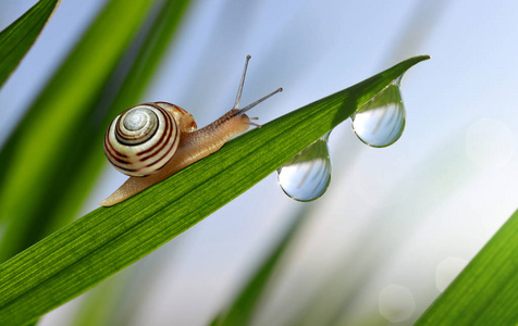 蜗牛在新鲜的绿色的春天草的露珠