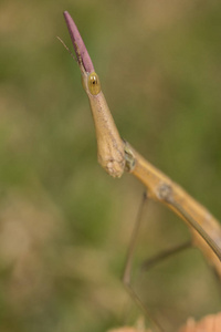 竹节虫目肖像宏特写细节图片