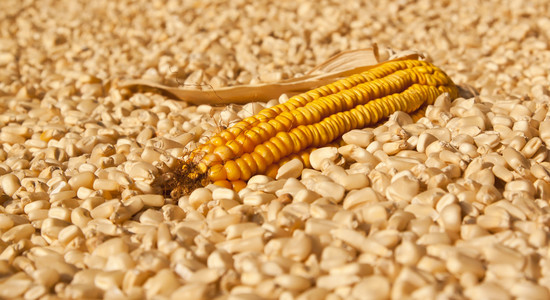 黄玉米干头躺在白玉米上