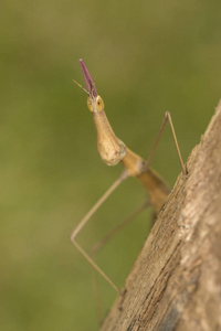 竹节虫目宏特写细节图片