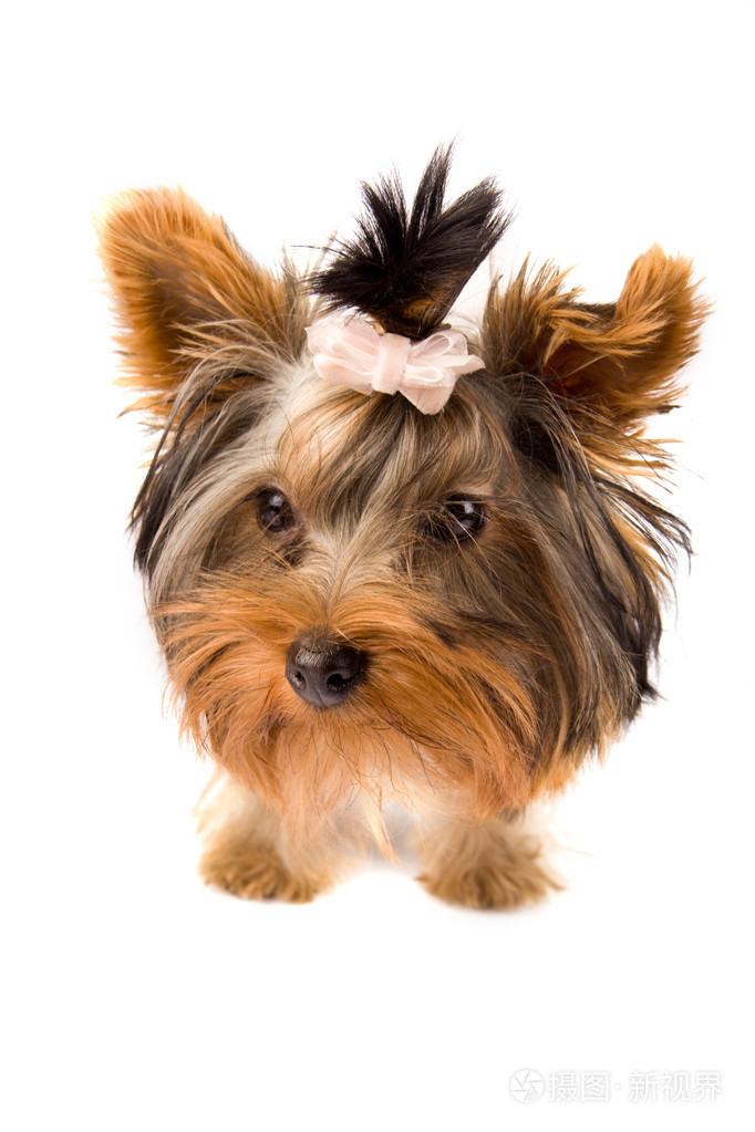 约克郡犬白色夹克犬