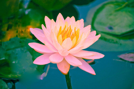 水百合绽放粉色花或池塘里的莲花的特写