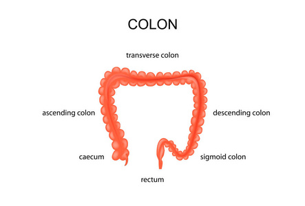 大肠癌的解剖