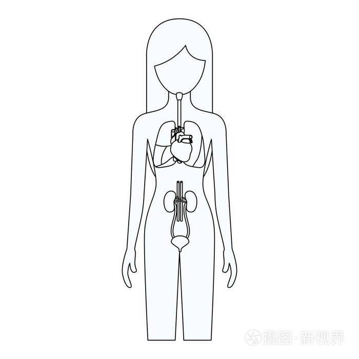 素描人体内部器官系统的女性人的剪影