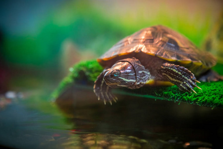 红耳的龟龟在水族馆