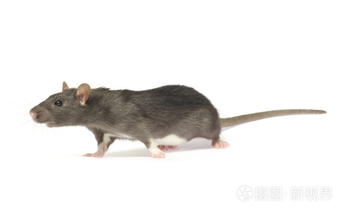 灰鼠