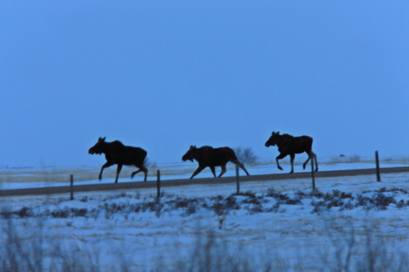 加拿大萨斯喀彻温省冬季草原驼鹿