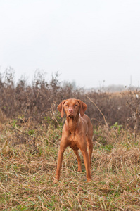 匈牙利维兹拉犬站在田野里图片