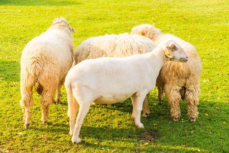 在绿色草地上的羊