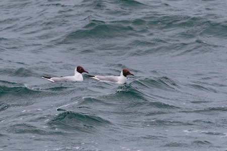 两个成年, 黑头鸥, Chroicocephalus ridibundus, 在苏