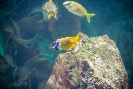 在水族馆的鱼