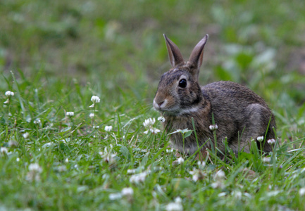 兔子在吃草。