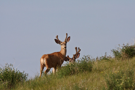 萨斯喀彻温省的骡鹿