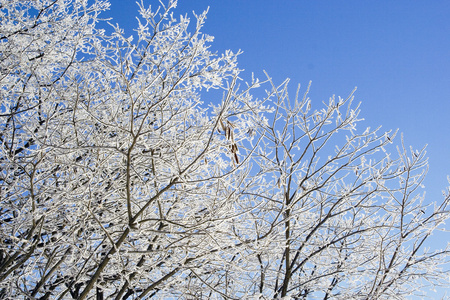冬天冰冷的树枝在蓝天上