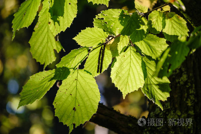 白桦树叶子和树枝反对黑暗背景